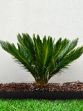 Bordure paysagère VEVOR, profondeur 25 cm, longueur totale 18,3 m, en PEHD recyclé enroulé, flexible et cintrable, pour l'aménagement paysager